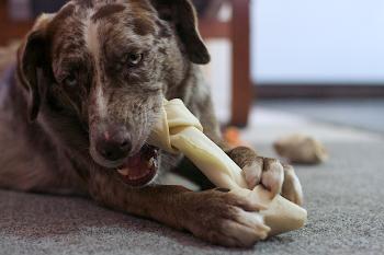 2016/366/270 Happiness is a New Bone