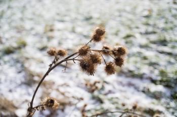 Cold Winter Landscapte Plants Outdoor