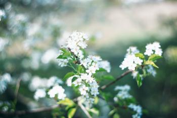 Colourful spring flowers apple blossom