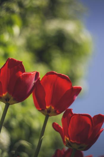 Colourful spring flowers tulip