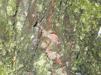 Bark texture