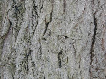 Bark texture