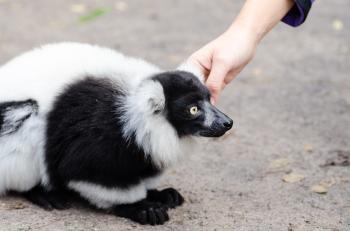 Black and white Ruffed Lemur