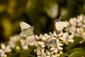 Butterflies in Flight