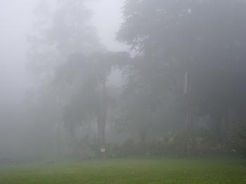 Garden of Peradeniya