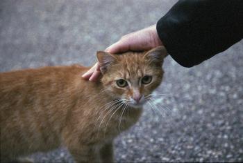 Ginger stray cat