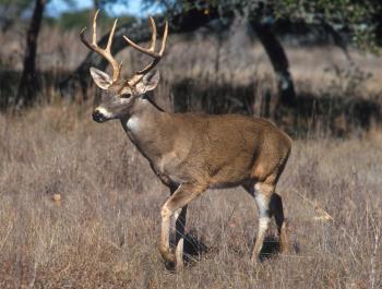 Three Brown Deers