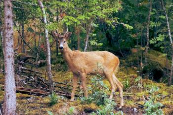 Deer stare