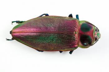 Euchroma Gigantea Beetle