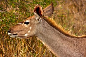 Kudu Female