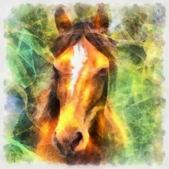 Horse Illustration