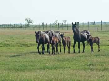 Horses