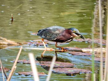 Oiseau (Héron Vert) 1106