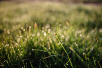 Morning dew on the grass