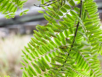 Macro of Green Plant Leaves