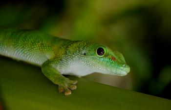 Madagascan Day Gecko .