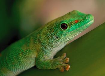 Madagascan Day Gecko.