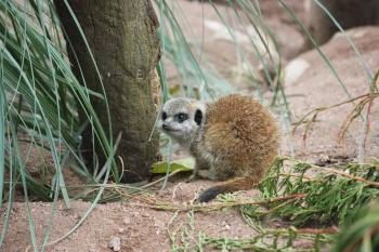 Meerkat