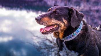 Mixed breed dog, Zakrzowek, Poland