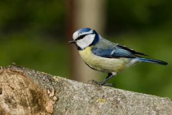 Nun-bird (Cyanistes caeruleus)