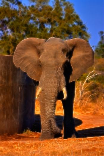 Safari Elephant Abstract