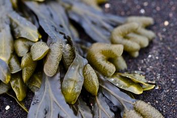 Seaweed