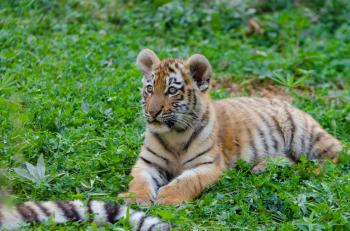 Siberian Tiger Cub