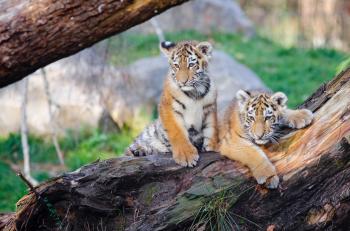 Siberian Tiger Cubs