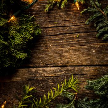 Plants on top of the Wooden Surface