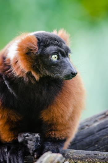 Red Ruffed Lemur