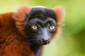 Red ruffed lemur