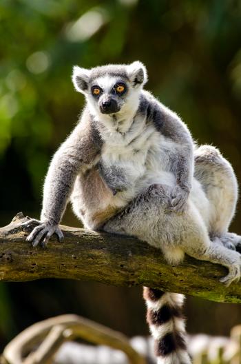 Ring Tailed Lemur