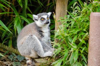 Ring-Tailed Lemur Dad