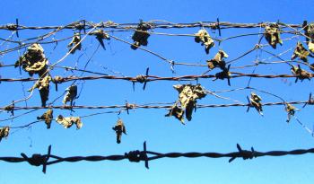 Rusty barbed wire