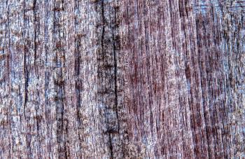 Wood texture