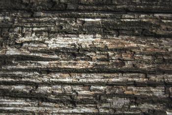 Wood texture