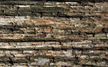 Wood texture