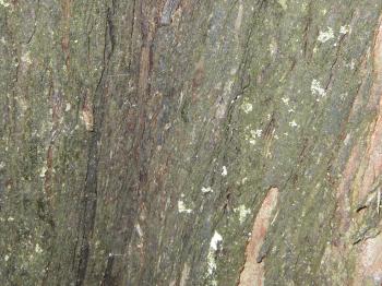 Tree bark texture