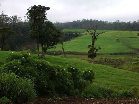 Country scene