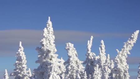 Snow Covered Tree