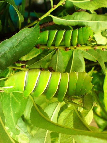 caterpillars on a branch