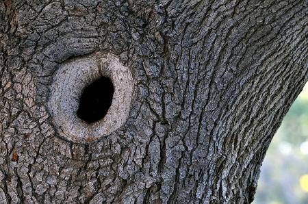 Knothole