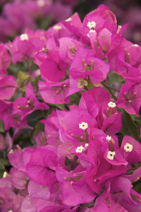 Bougainvillea