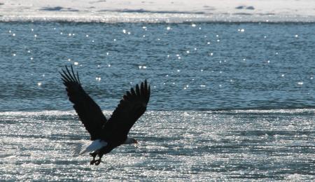 Bald Eagle Flying