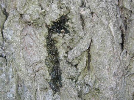 Bark texture