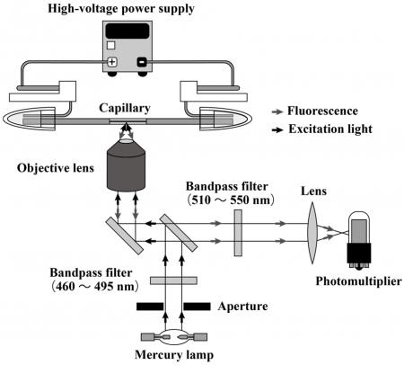 Gel electrophoresis