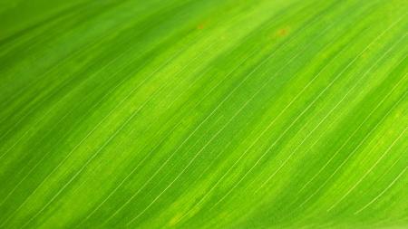 Leaf Texture