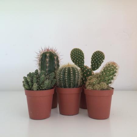 Home Cactus