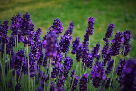 Lavender Flower