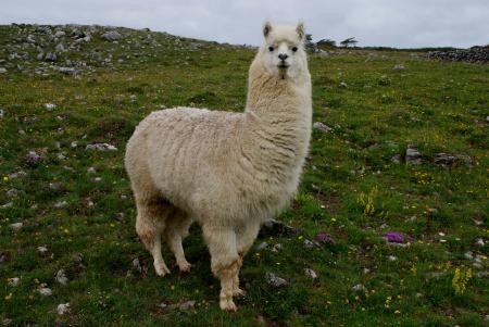 Lama